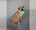 Small #2 Mastiff Mix