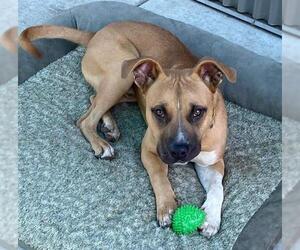 American Pit Bull Terrier-Unknown Mix Dogs for adoption in Sacramento, CA, USA