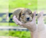 Puppy 4 Goldendoodle