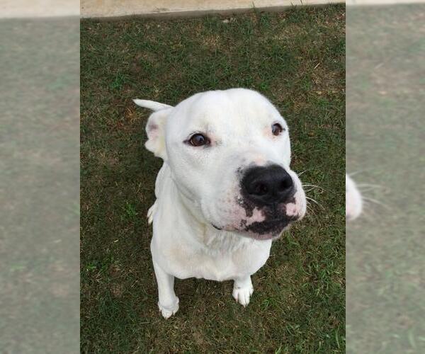 Medium Photo #1 Bulldog-Unknown Mix Puppy For Sale in Grovetown, GA, USA