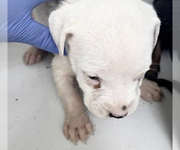 Medium Photo #1 Mutt Puppy For Sale in Houston, TX, USA