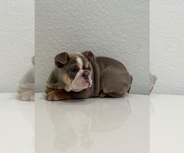 Medium Photo #2 French Bulldog Puppy For Sale in KEY BISCAYNE, FL, USA