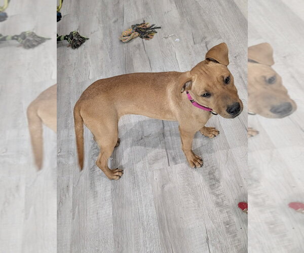 Medium Photo #4 Labrador Retriever-Unknown Mix Puppy For Sale in Boston, MA, USA