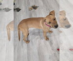 Small #3 Labrador Retriever Mix