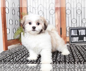 Zuchon Puppy for sale in NAPLES, FL, USA