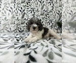 Small #4 Cavapoo