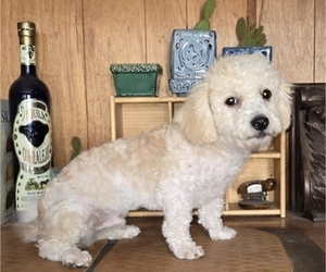 Maltipoo Puppy for Sale in VALLEJO, California USA