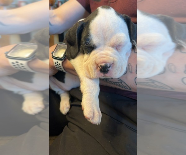 Medium Photo #2 Boxer Puppy For Sale in JACKSON, TN, USA