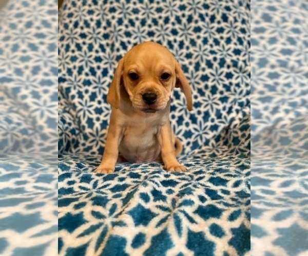 Medium Photo #8 Puggle Puppy For Sale in LAKELAND, FL, USA