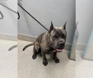 Mutt Dogs for adoption in Las Vegas, NV, USA