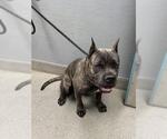 Small Mutt