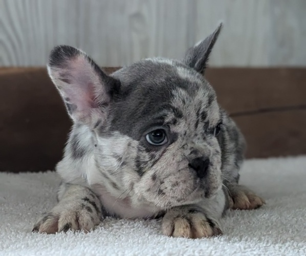 Medium Photo #3 French Bulldog Puppy For Sale in GOSHEN, IN, USA