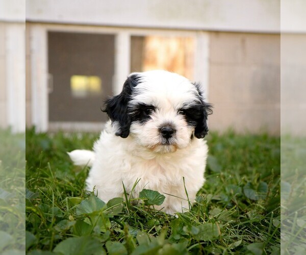 Medium Photo #1 Zuchon Puppy For Sale in ARTHUR, IL, USA