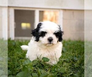 Zuchon Puppy for sale in ARTHUR, IL, USA