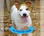 Small #2 Basenji Mix