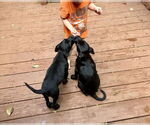 Small #3 Labrador Retriever Mix