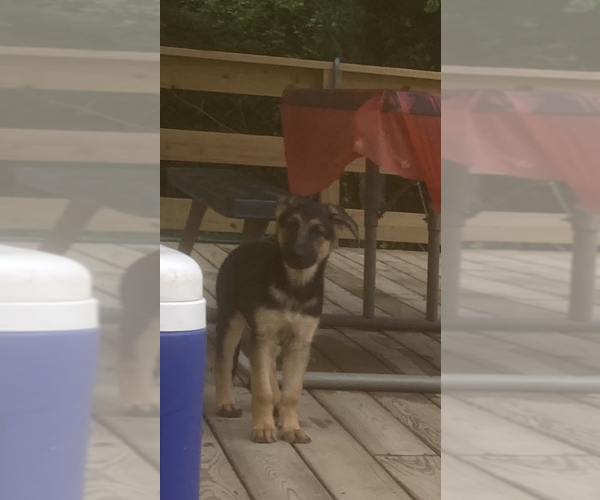 Medium Photo #2 German Shepherd Dog Puppy For Sale in UNION, KY, USA