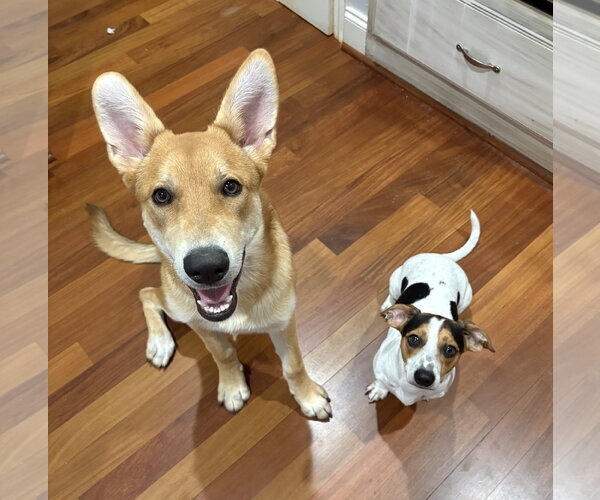 Medium Photo #2 Mutt Puppy For Sale in Denton, TX, USA