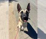 Small Photo #3 Anatolian Shepherd-Unknown Mix Puppy For Sale in Ventura, CA, USA