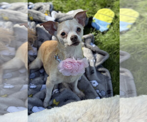 Medium Photo #3 Chihuahua-Unknown Mix Puppy For Sale in Phoenix, AZ, USA