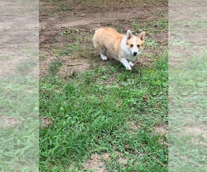 Pembroke Welsh Corgi Puppy for sale in LICKING, MO, USA