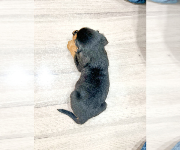 Medium Photo #4 Beaglier Puppy For Sale in MILLERSBURG, OH, USA