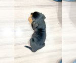 Small #3 Beaglier