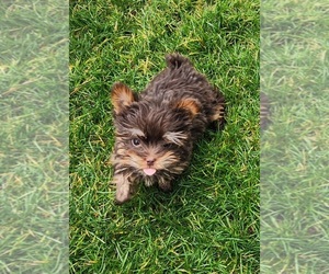 Yorkshire Terrier Puppy for Sale in CENTRAL POINT, Oregon USA