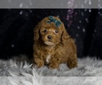 Small #4 Poodle (Toy)
