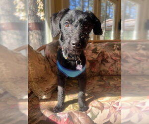 Cavalier King Charles Spaniel-Unknown Mix Dogs for adoption in Lancaster, PA, USA