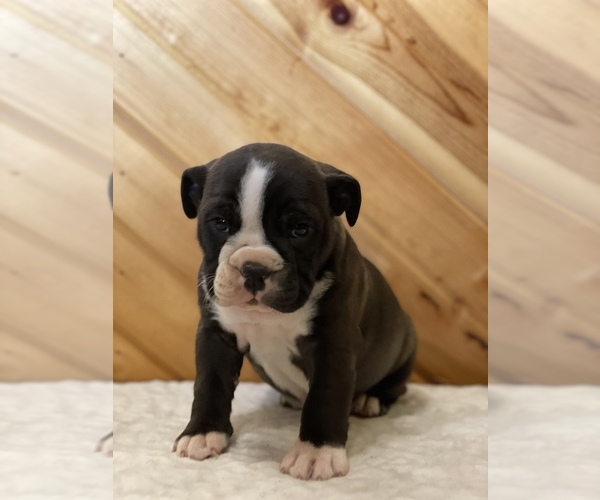 Medium Photo #1 English Bulldog Puppy For Sale in ORRVILLE, OH, USA