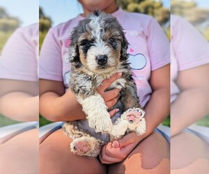 Miniature Bernedoodle Puppy for sale in SACRAMENTO, CA, USA