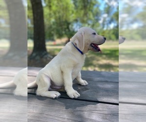 Labrador Retriever Puppy for Sale in LOVELADY, Texas USA
