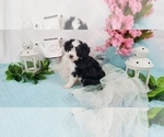 Puppy 2 Aussie-Poo-Aussiedoodle Mix