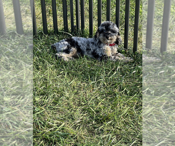 Medium Photo #7 Poodle (Toy) Puppy For Sale in WARSAW, IN, USA