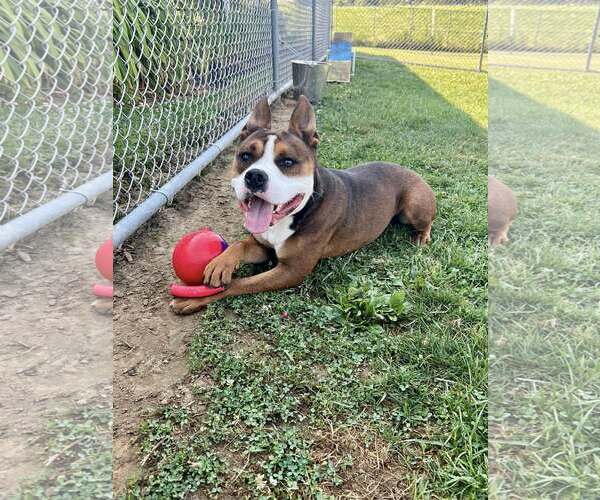 Medium Photo #5 American Pit Bull Terrier-Unknown Mix Puppy For Sale in Rootstown, OH, USA