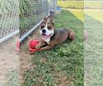 Small #4 American Pit Bull Terrier Mix