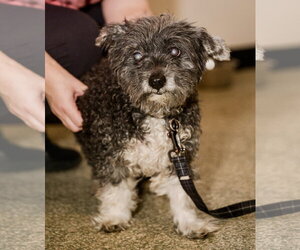 Gary - Male Maltese-Unknown Mix Dog for Adoption - Photo #2