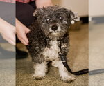 Small Photo #2 Maltese-Unknown Mix Puppy For Sale in St. Louis Park, MN, USA