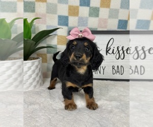 Dachshund Puppy for sale in FRANKLIN, IN, USA