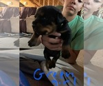 Small Photo #11 Rottweiler Puppy For Sale in BRADFORD, NY, USA