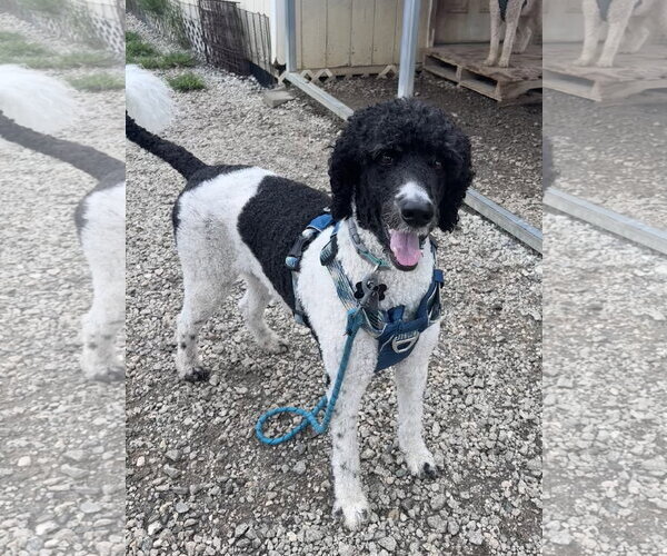 Medium Photo #5 Poodle (Standard) Puppy For Sale in Pacolet, SC, USA