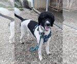 Small #4 Poodle (Standard)
