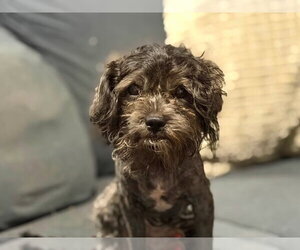 Sweet Pepper - Male Maltese-Unknown Mix Dog for Adoption - Photo #3