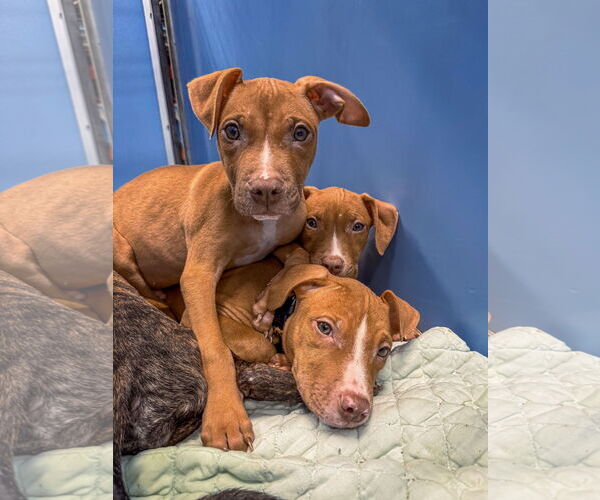 Medium Photo #11 Mutt Puppy For Sale in Philadelphia, PA, USA
