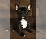 Small Photo #1 French Bulldog Puppy For Sale in MEADVILLE, PA, USA