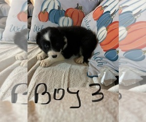 Border Collie Puppy for sale in BARDSTOWN, KY, USA