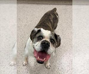 American Bulldog Dogs for adoption in Brighton, CO, USA