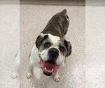 *POOH BEAR - Male American Bulldog Dog for Adoption - Small photo
