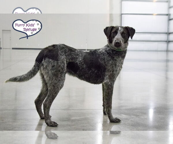 Medium Photo #2 Border Collie-Unknown Mix Puppy For Sale in Lee's Summit, MO, USA